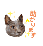 5匹の北九州猫（敬語編）（個別スタンプ：11）