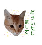5匹の北九州猫（敬語編）（個別スタンプ：12）
