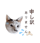 5匹の北九州猫（敬語編）（個別スタンプ：13）