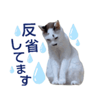 5匹の北九州猫（敬語編）（個別スタンプ：14）