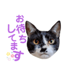5匹の北九州猫（敬語編）（個別スタンプ：15）