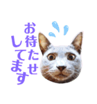 5匹の北九州猫（敬語編）（個別スタンプ：16）