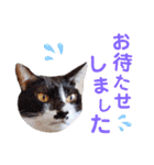 5匹の北九州猫（敬語編）（個別スタンプ：17）