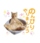 5匹の北九州猫（敬語編）（個別スタンプ：19）