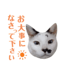 5匹の北九州猫（敬語編）（個別スタンプ：20）