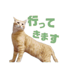 5匹の北九州猫（敬語編）（個別スタンプ：21）