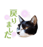 5匹の北九州猫（敬語編）（個別スタンプ：22）