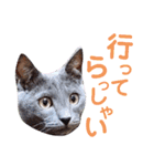 5匹の北九州猫（敬語編）（個別スタンプ：23）