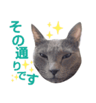 5匹の北九州猫（敬語編）（個別スタンプ：25）