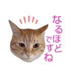 5匹の北九州猫（敬語編）（個別スタンプ：26）