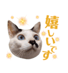 5匹の北九州猫（敬語編）（個別スタンプ：28）