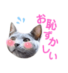 5匹の北九州猫（敬語編）（個別スタンプ：29）