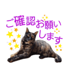 5匹の北九州猫（敬語編）（個別スタンプ：30）