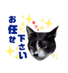5匹の北九州猫（敬語編）（個別スタンプ：31）