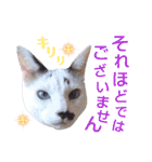 5匹の北九州猫（敬語編）（個別スタンプ：33）