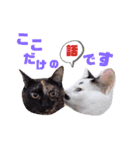 5匹の北九州猫（敬語編）（個別スタンプ：34）