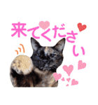5匹の北九州猫（敬語編）（個別スタンプ：36）