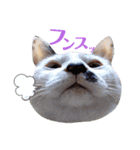 5匹の北九州猫（敬語編）（個別スタンプ：38）