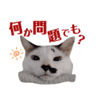 5匹の北九州猫（敬語編）（個別スタンプ：39）