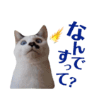 5匹の北九州猫（敬語編）（個別スタンプ：40）