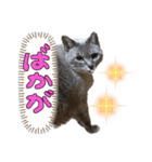 もなかスタンプ New（個別スタンプ：5）