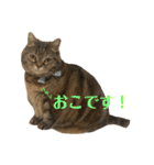 こたまさんの日常2（個別スタンプ：15）