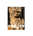 こたまさんの日常2（個別スタンプ：16）