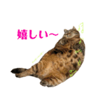 こたまさんの日常2（個別スタンプ：18）