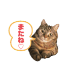 こたまさんの日常2（個別スタンプ：31）