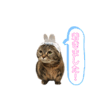 こたまさんの日常2（個別スタンプ：34）