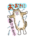 Cats freedom  関西弁ビックスタンプ（個別スタンプ：5）