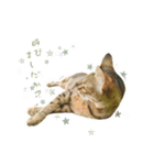 MILK kagisippocat 3（個別スタンプ：1）
