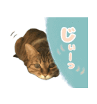 MILK kagisippocat 3（個別スタンプ：3）