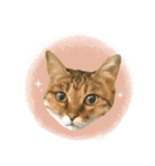 MILK kagisippocat 3（個別スタンプ：4）