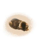 MILK kagisippocat 3（個別スタンプ：6）