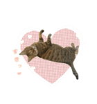 MILK kagisippocat 3（個別スタンプ：10）