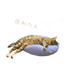 MILK kagisippocat 3（個別スタンプ：12）