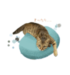 MILK kagisippocat 3（個別スタンプ：14）