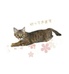 MILK kagisippocat 3（個別スタンプ：15）