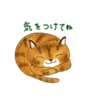 兄弟ねこ（個別スタンプ：15）