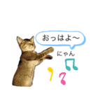 ねこの日記念だにゃ（個別スタンプ：5）