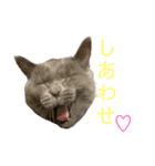 ちに様の日常スタンプ（個別スタンプ：8）