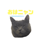 ちに様の日常スタンプ（個別スタンプ：10）