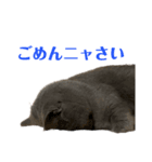 ちに様の日常スタンプ（個別スタンプ：12）