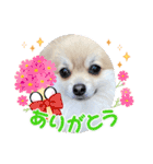 ポメラニアン♡シェリーの日常スタンプ2（個別スタンプ：3）