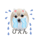 ポメラニアン♡シェリーの日常スタンプ2（個別スタンプ：16）