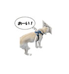 Lono_y（個別スタンプ：16）