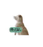 Lono_y（個別スタンプ：21）
