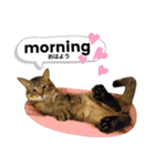 mon*habi保護猫ファミリー☆挨拶、返事編（個別スタンプ：1）