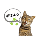 mon*habi保護猫ファミリー☆挨拶、返事編（個別スタンプ：2）
